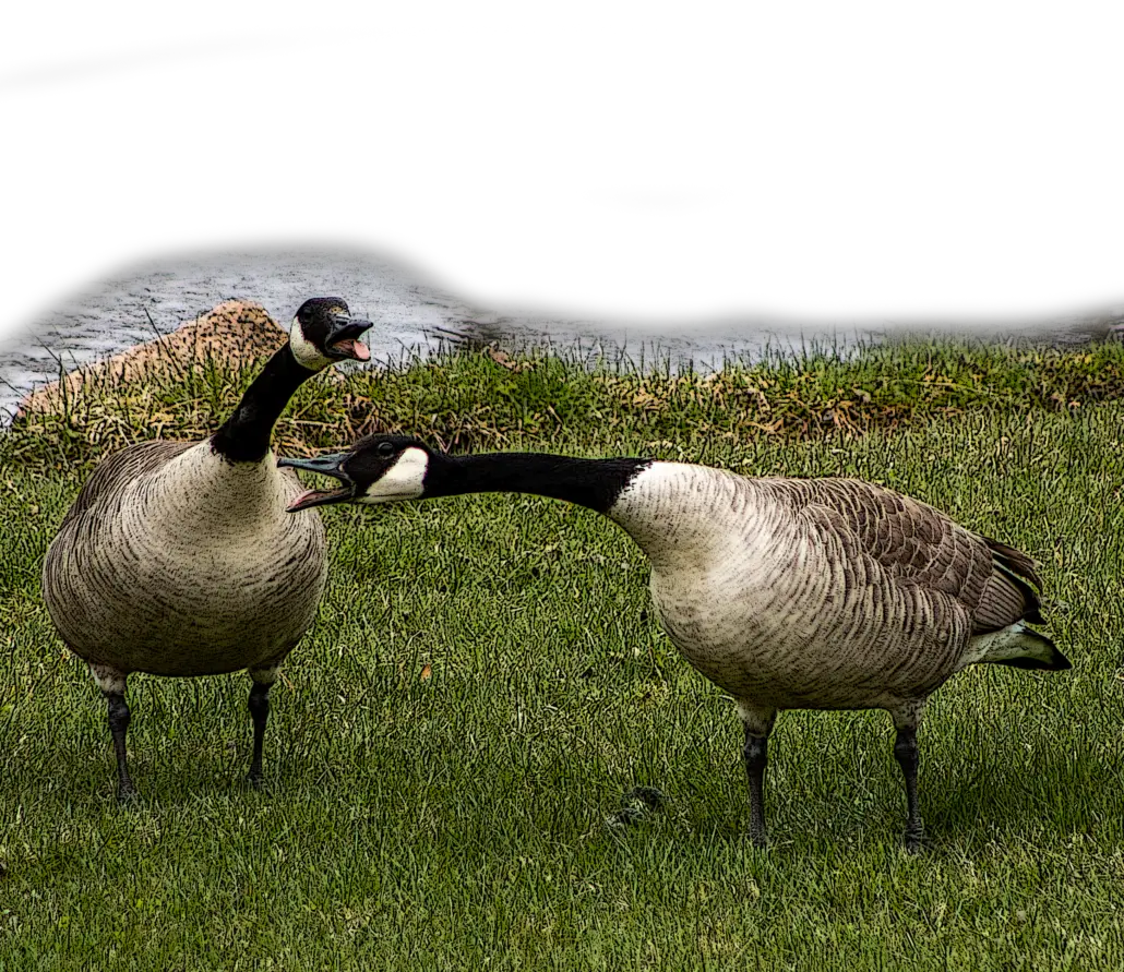 Geese Herbivores Or Carnivores The Answer Will Shock You - qt7t8sa